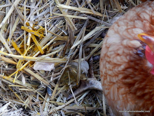 Chicken laying a weird shell less egg mass | Montana Homesteader