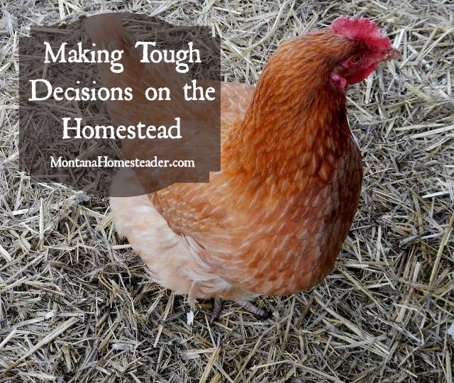 Making Tough Decisions on the Homesteader | Montana Homesteader