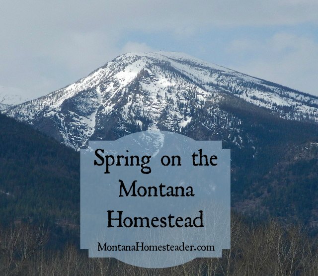 Spring on the Montana Homestead | Montana Homesteader