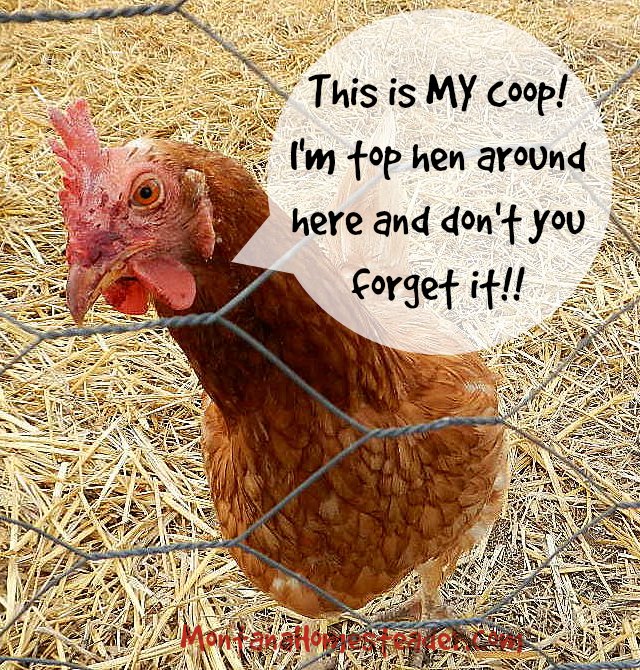 how to introduce new adult chickens to a flock | Montana Homesteader