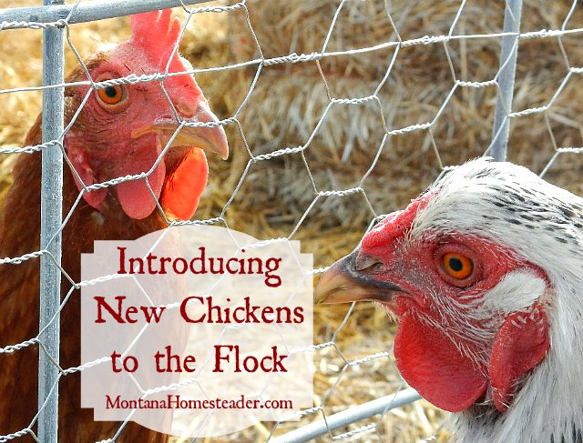 Tips for introducing new chickens to the flock | Montana Homesteader