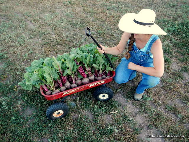 Saving money by buying second hand goods for the homestead | Montana Homesteader