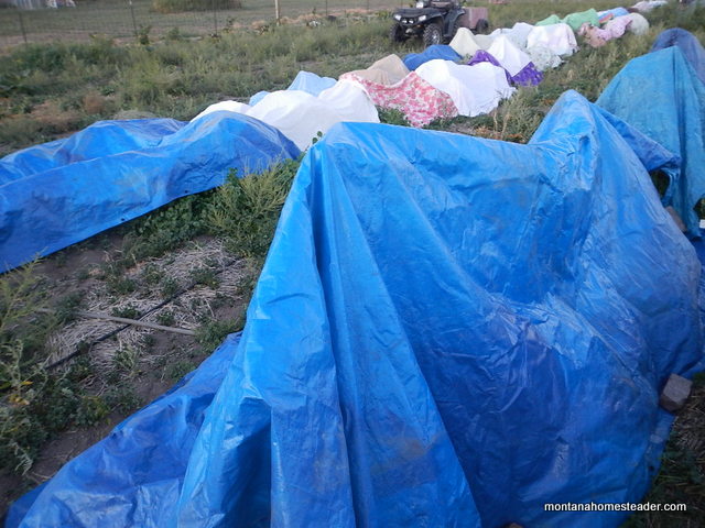 using old blankets, tarps and sheets as a cheap row cover to protect plants from frost in the garden | Montana Homesteader