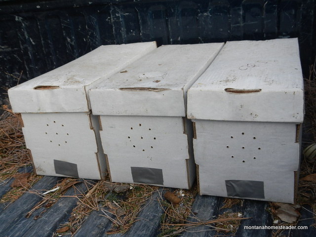 How to transport nucs of honeybees in a truck and compare nucs vs package bees
