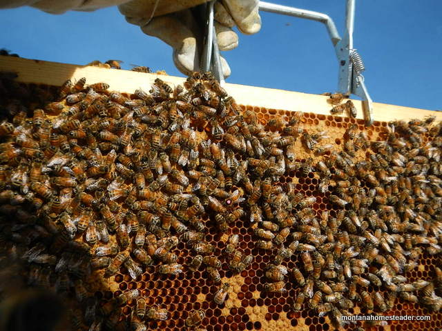 a nuc of honey bees is more productive in a short warm season compared to a package of bees showing how to move a frame of comb and bees from a nuc to a bee hive