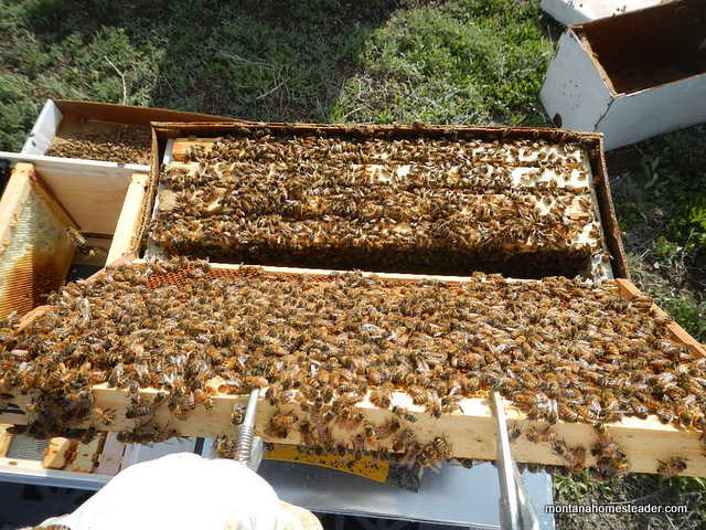 Inside a nuc of honey bees and hiving them in a Langstroth beehive by picking the frames up with a special frame lifter and placing them into the hive