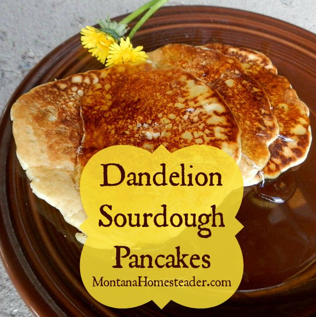 Dandelion sourdough pancakes- I bet you didn't know dandelions could be so tasty! | Montana Homesteader