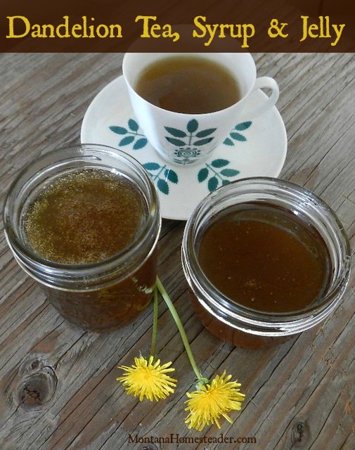 How to make dandelion tea, syrup and jelly | Montana Homesteader