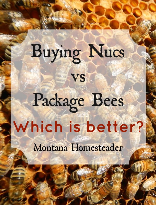 Buying nucs vs package bees- which is better? | Montana Homesteader