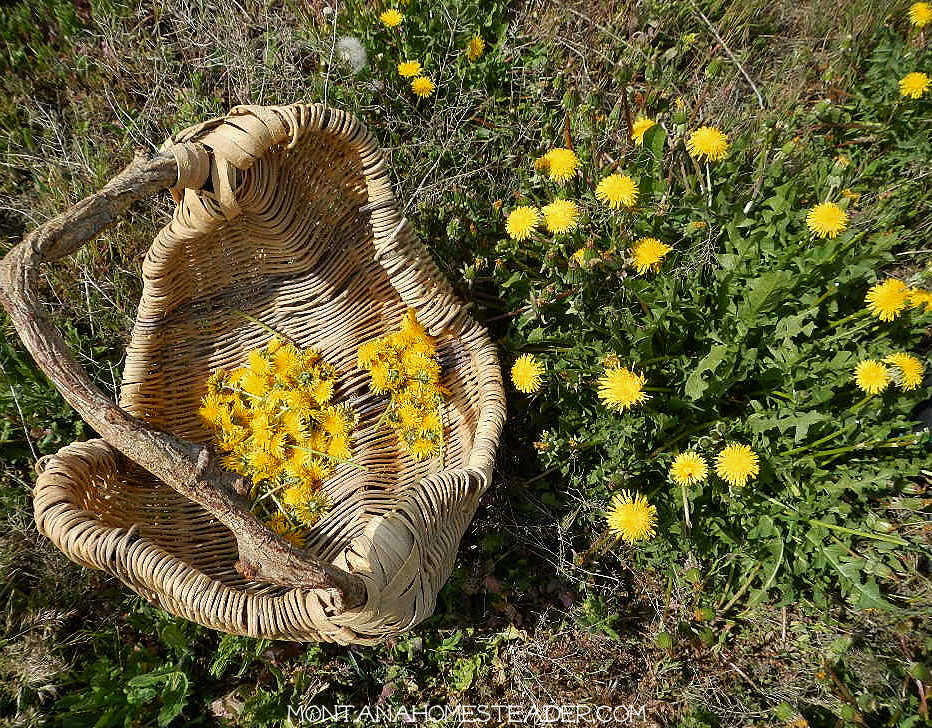 How to make rhubarb dandelion pie recipe natural handmade basket sitting in field of dandelions with dandelion flowers in basket foraging for edible dandelions to cook and bake