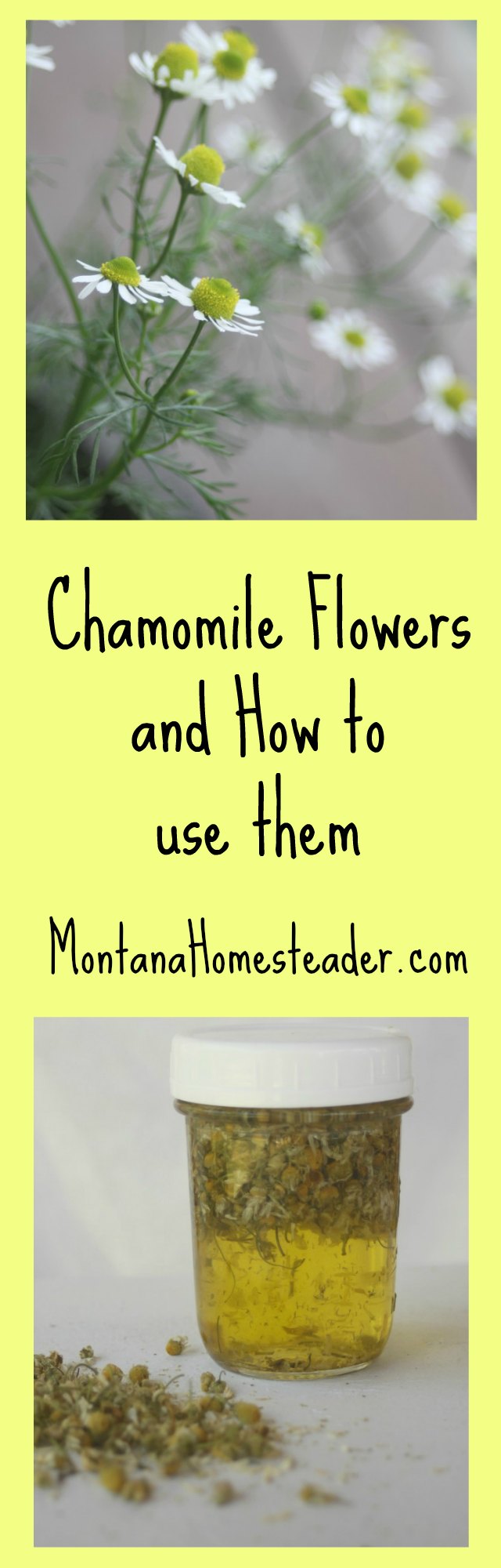 Chamomile Flowers and how to use them for drying, tea, chamomile oil for salves and lotions, and healing compress | Montana Homesteader