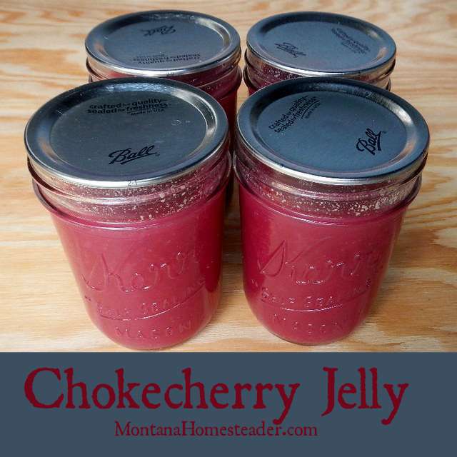Chokecherry Jelly Recipe- my favorite jelly of all time and made with free foraged berries! | Montana Homesteader