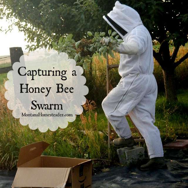 How to capture a honey bee swarm | Montana Homesteader