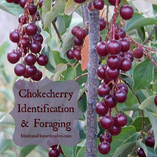 Identifying and foraging for chokecherries | Montana Homesteader
