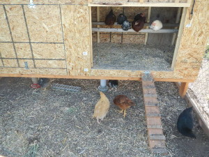 young chickens in a grow out pen and coop built inside a metal dog kennel