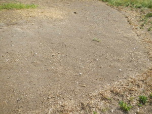 using chickens for pasture remediation