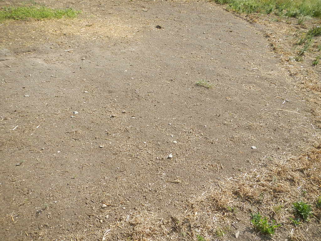 using chickens for pasture remediation