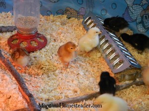 Different types of feeders to use in a chick brooder | Montana Homesteader