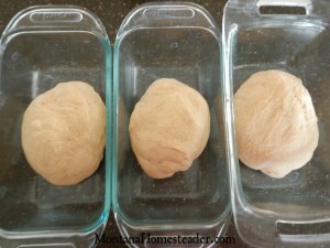 Easy bread recipe for honey whole wheat bread | Montana Homesteader