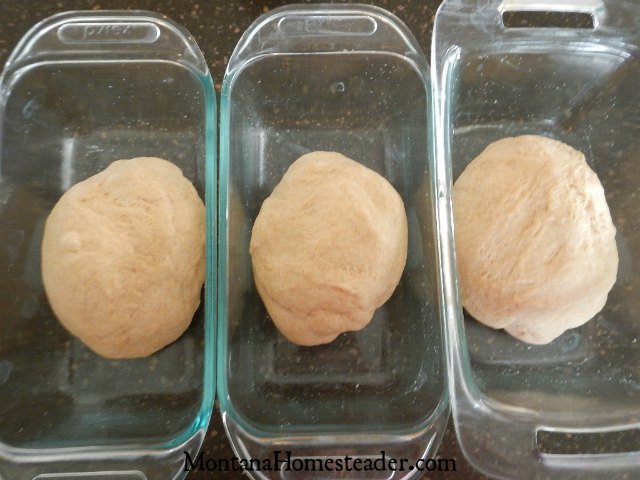 Easy bread recipe for honey whole wheat bread | Montana Homesteader