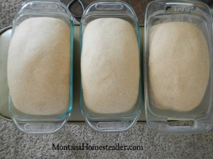 Easy honey wheat bread recipe makes 2 or 3 large loaves | Montana Homesteader