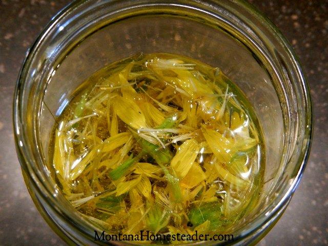 How to make an arnica herb infused oil | Montana Homesteader