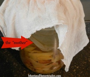 How to make homemade fermented apple cider vinegar ACV | Montana Homesteader