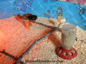How to set up a chick brooder in a kiddie swimming pool | Montana Homesteader