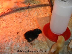 How to set up a chick waterer in a chick brooder | Montana Homesteader