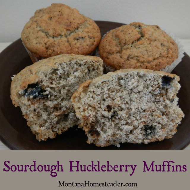 Sourdough Huckleberry Muffins Recipe | Montana Homesteader