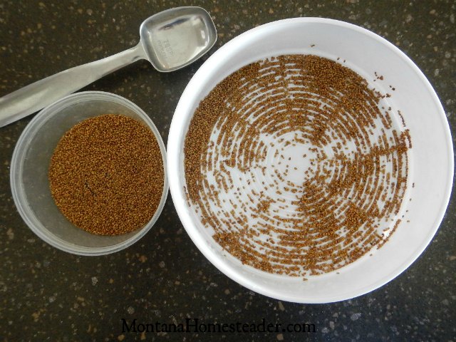 DIY growing sprouts at home Montana Homesteader
