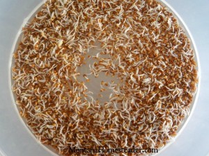 How to grow alfalfa sprouts in a seed sprouter Montana Homesteader