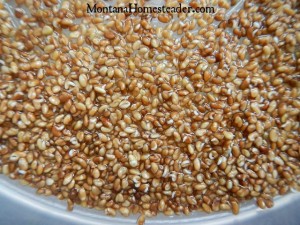How to grow sprouts at home for fresh greens all winter long Montana Homesteader