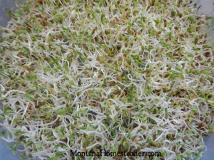 How to grow sprouts at home in a seed sprouter all winter long Montana Homesteader