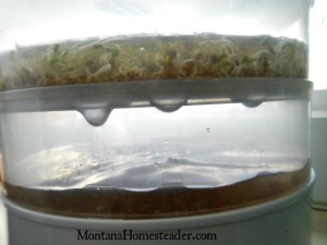 How to grow sprouts at home with a spout seeder Montana Homesteader