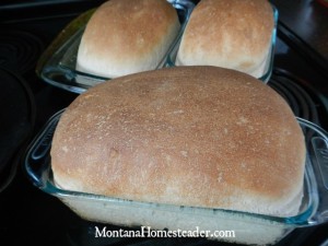How to make honey whole wheat bread that is soft and rises well | Montana Homesteader