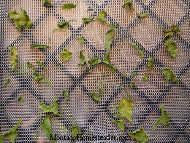 2 ways to preserve spinach by freezing and dehydrating | Montana Homesteader