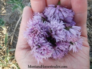 DIY chive infused vinegar for homemade salad dressing | Montana Homesteader