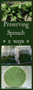Preserving spinach 2 ways by freezing and dehydrating | Montana Homesteader