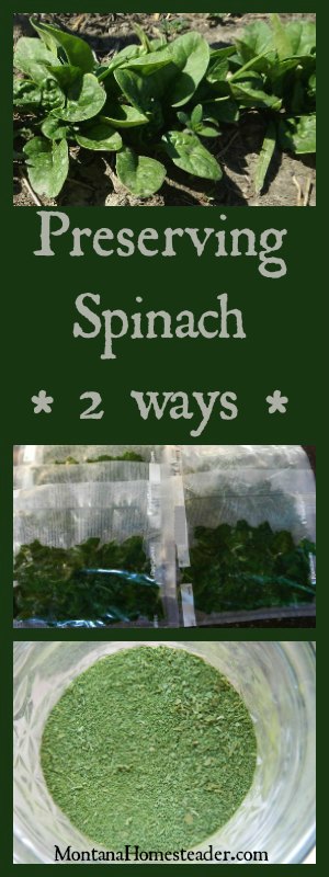 Preserving spinach 2 ways by freezing and dehydrating | Montana Homesteader