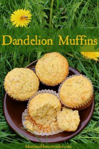 Dandelion muffins recipe Montana Homesteader