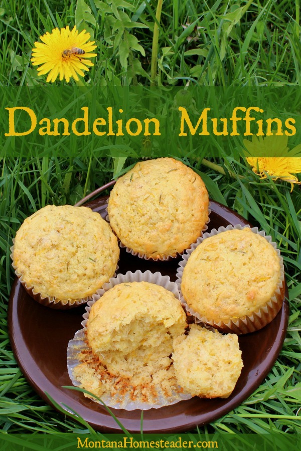 Dandelion muffins recipe Montana Homesteader