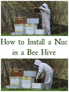 How to install a nuc in a bee hive Montana Homesteader