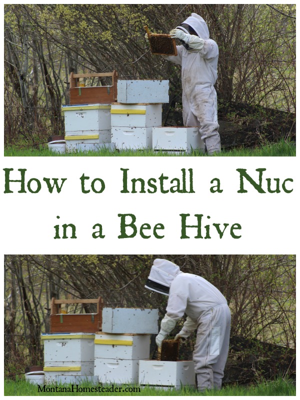 How to install a nuc in a bee hive Montana Homesteader