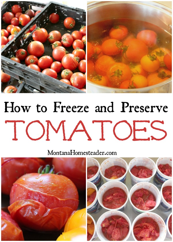 crates of tomatoes, tomatoes in boiling water, tomatoes with skin peeling and freezer containers of peeled and chopped tomatoes ready to freeze and preserve