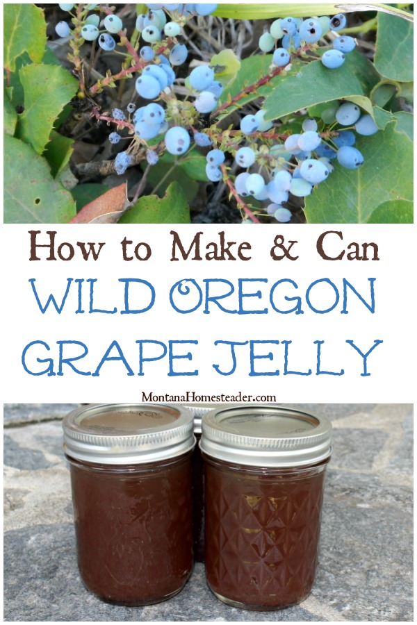 Oregon Grapes ripe on the wild plant and jars of homemade Oregon Grape jelly