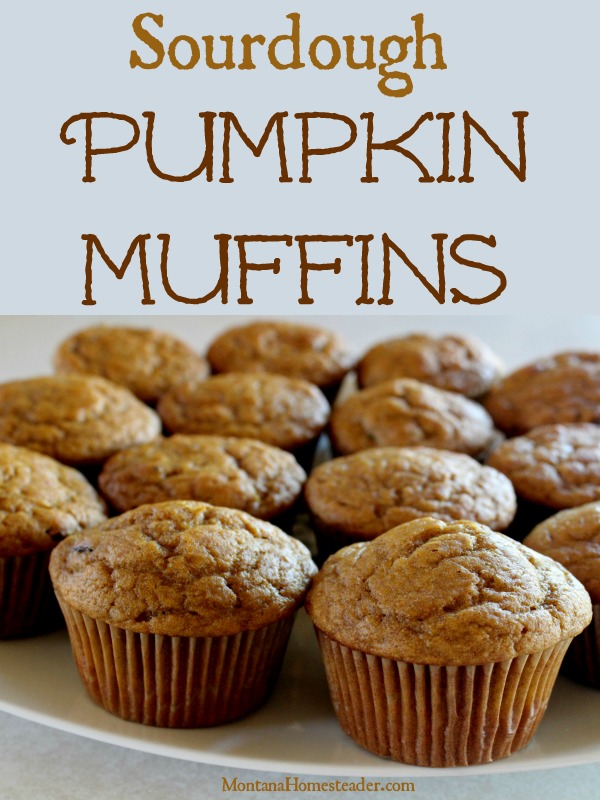 Plate of delicious homemade sourdough pumpkin muffins