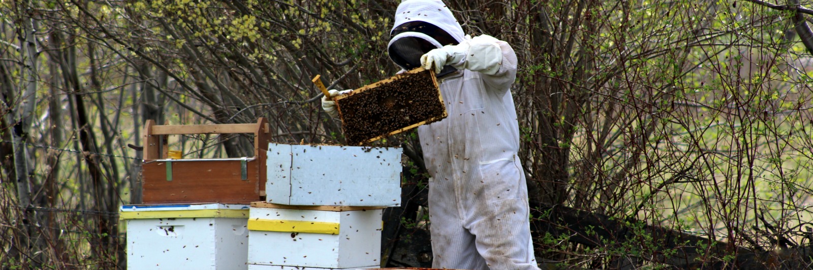 How to install a nuc nucleus in a honey bee hive beginner beekeeper beekeeping 