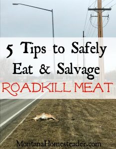 5 tips to safely eat and salvage roadkill meat