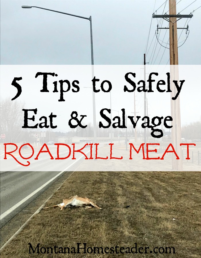 5 tips to safely eat and salvage roadkill meat